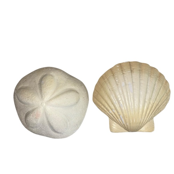 Sea Shell & Sea Biscuit Wall Decor - Picture 5 of 11